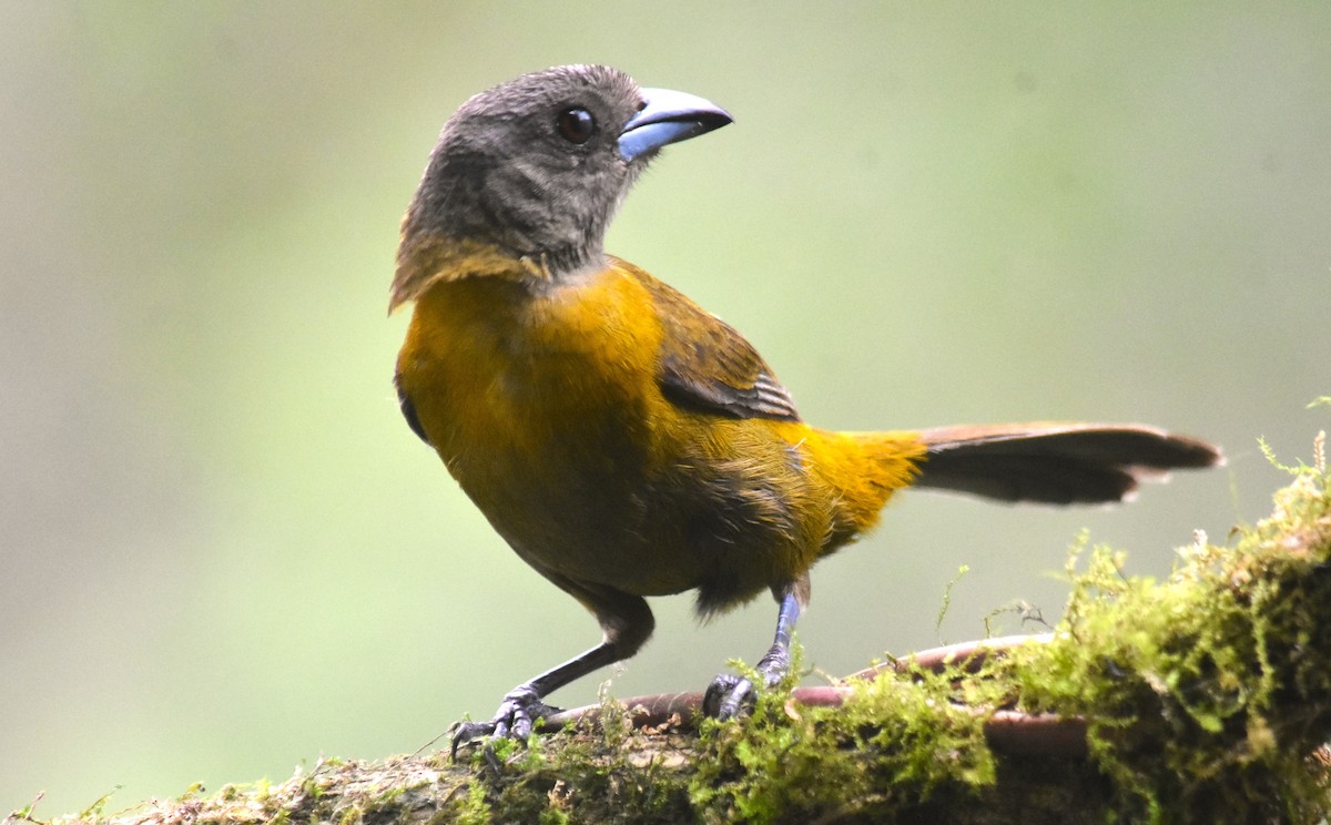 Scarlet-rumped Tanager - ML618564557