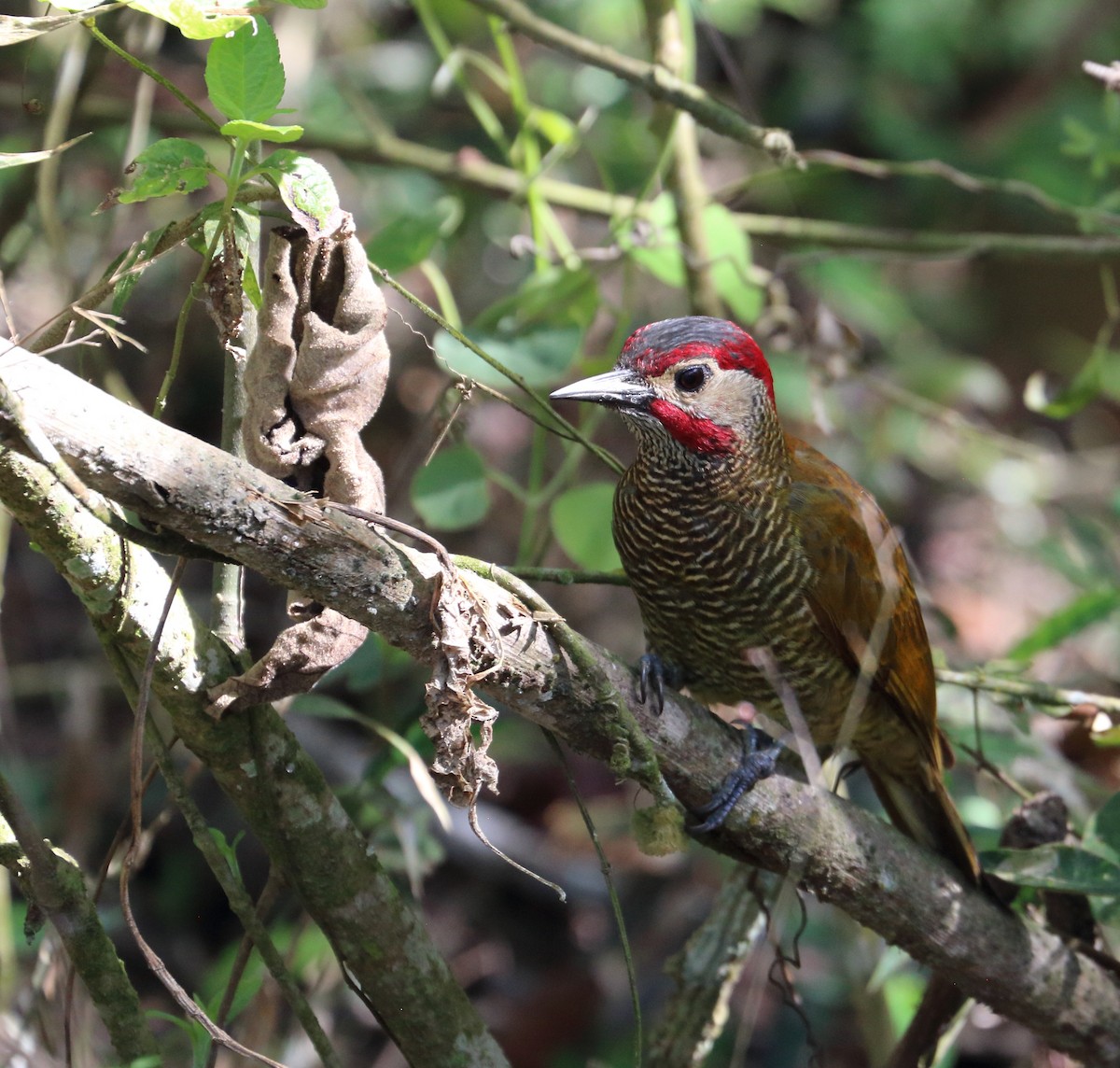 Golden-olive Woodpecker - ML618564588