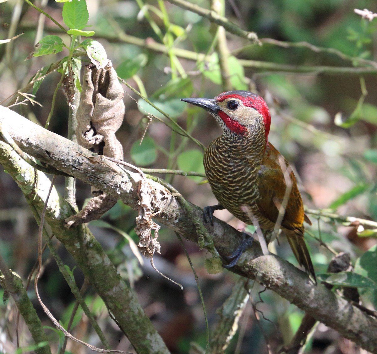 Golden-olive Woodpecker - ML618564589