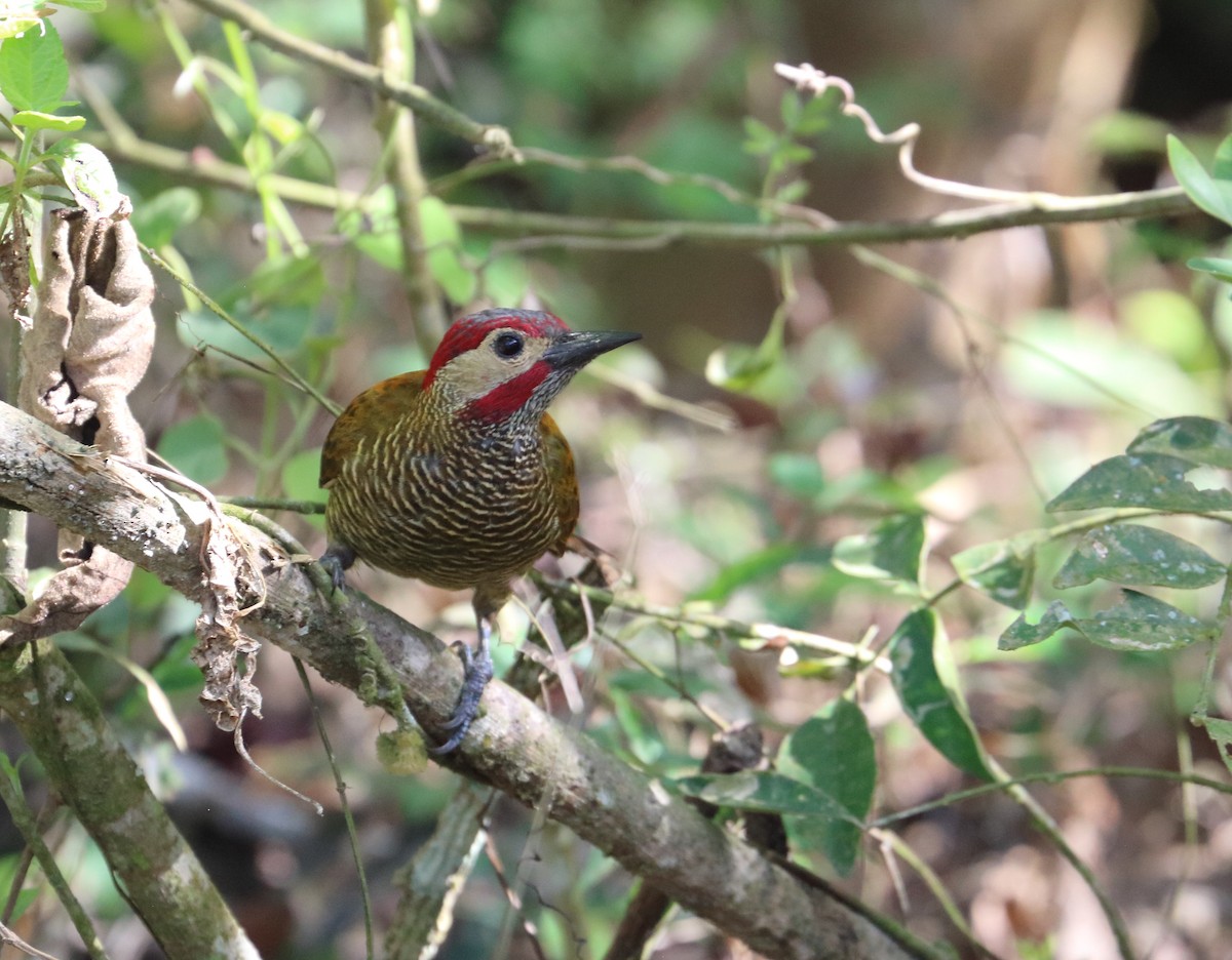 Golden-olive Woodpecker - ML618564590