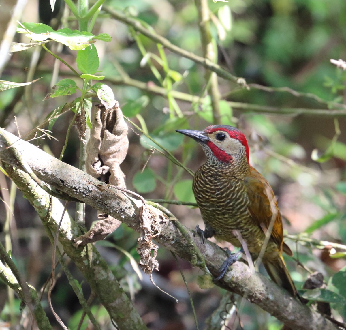 Golden-olive Woodpecker - Braden Collard