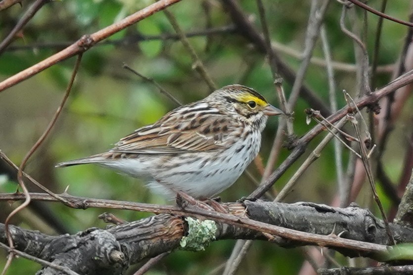 Savannah Sparrow - ML618564604