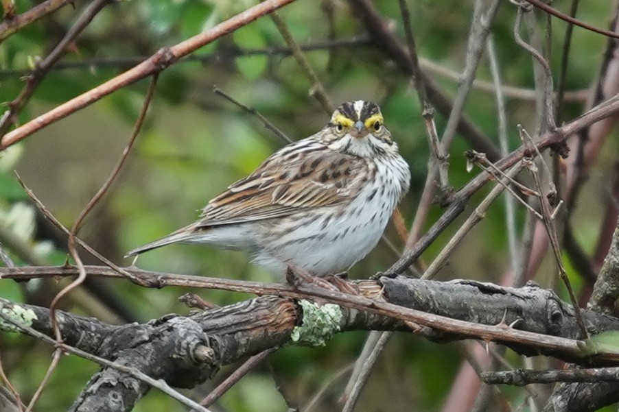 Savannah Sparrow - ML618564609