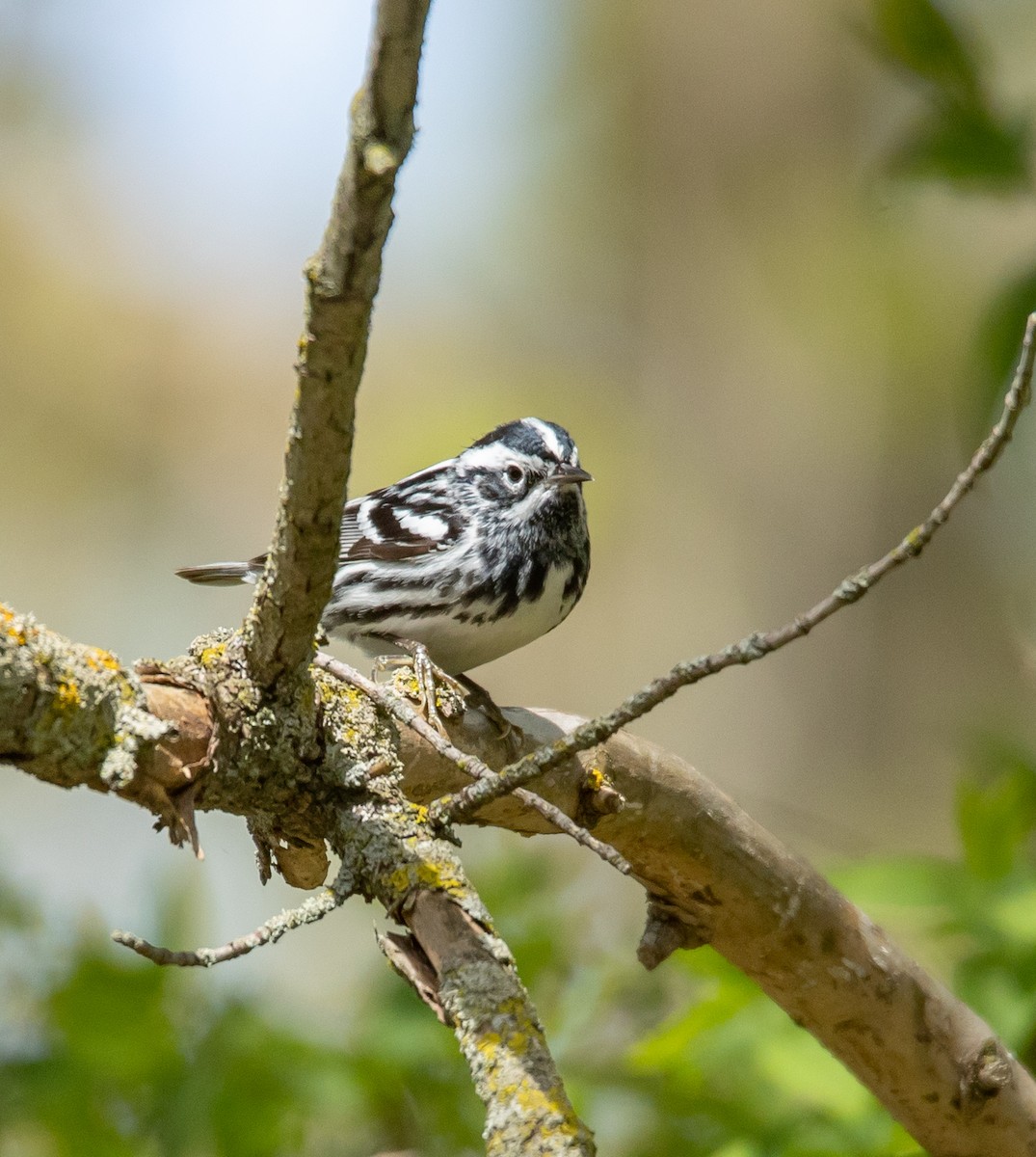 Black-and-white Warbler - ML618564625