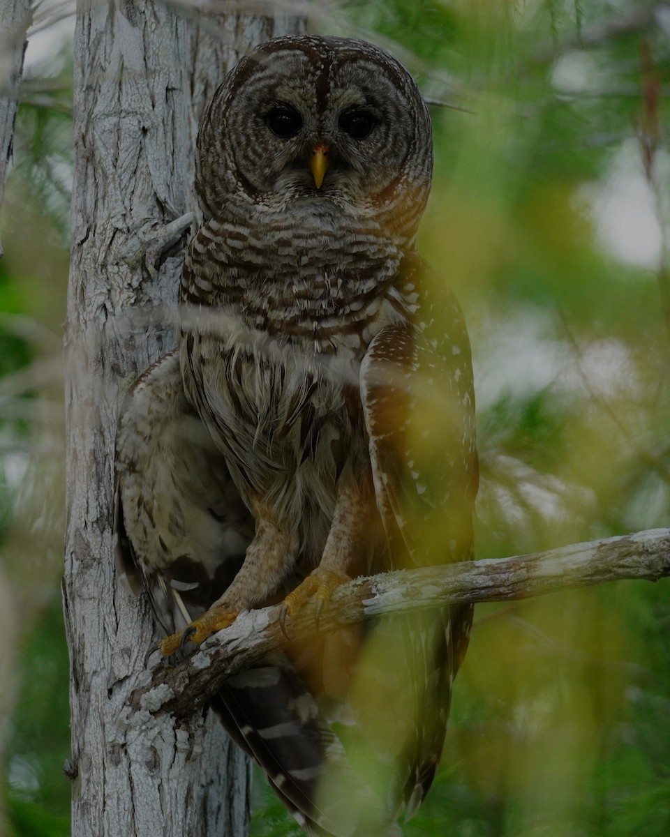 Barred Owl - ML618564645