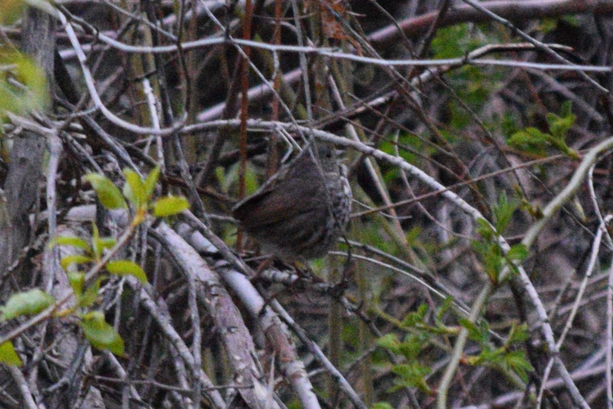 Fox Sparrow (Slate-colored) - ML618564648