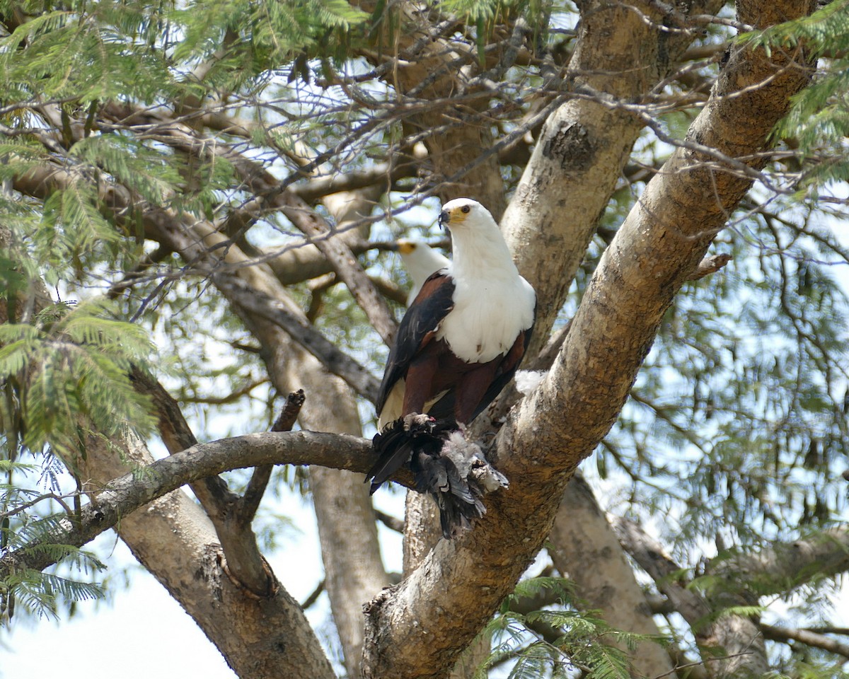 African Fish-Eagle - ML618564651