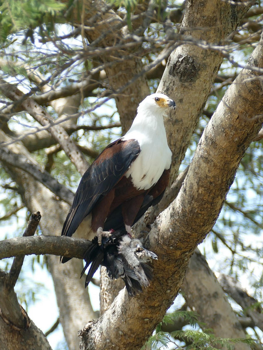 African Fish-Eagle - ML618564652