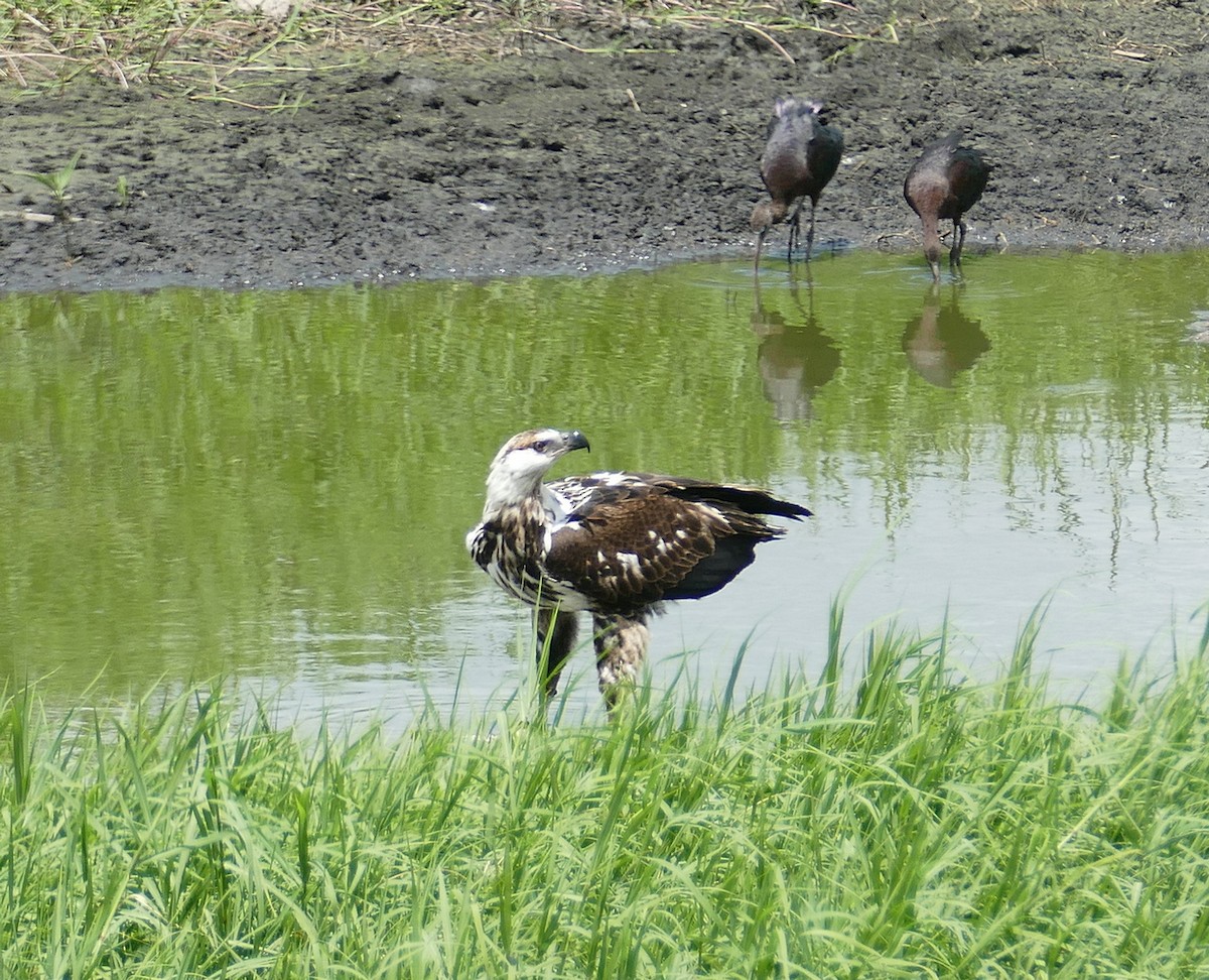 African Fish-Eagle - ML618564653