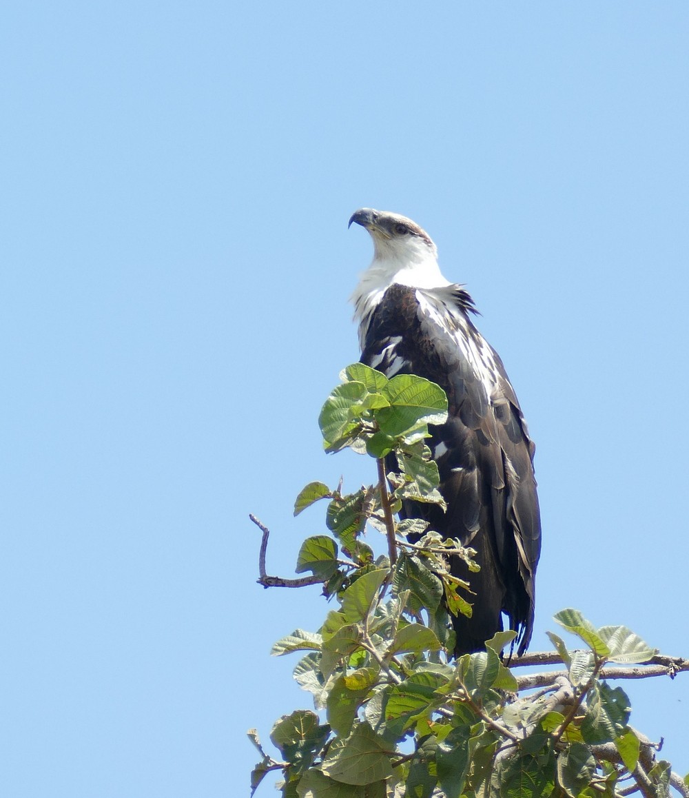 African Fish-Eagle - ML618564654