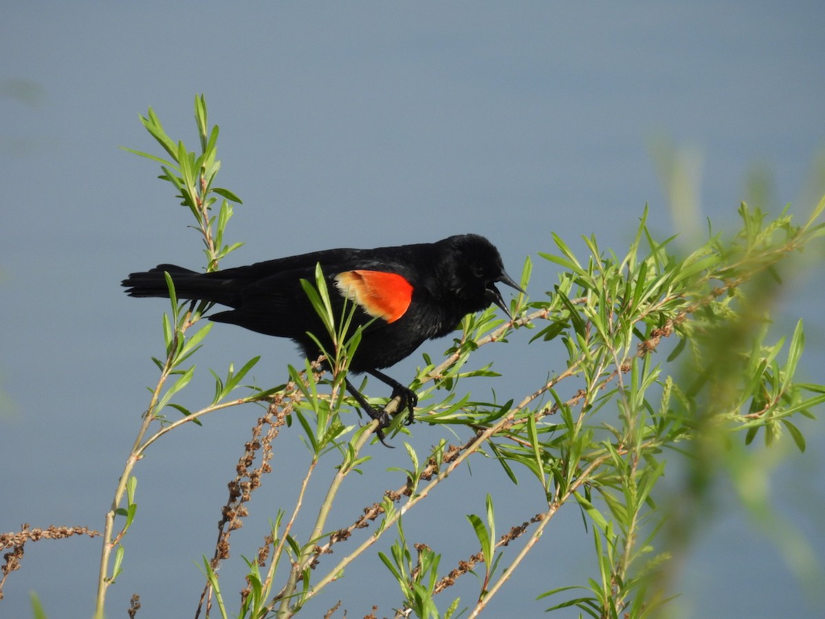 Red-winged Blackbird - Julia Eldridge