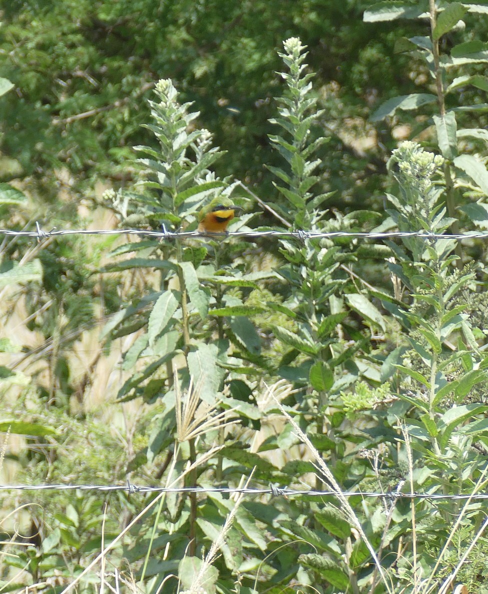 Little Bee-eater - ML618564668