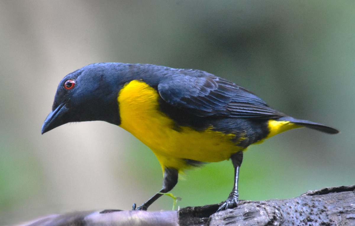 Blue-and-gold Tanager - ML618564673