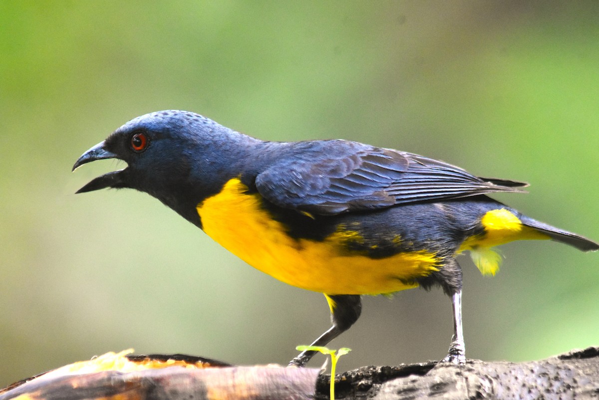 Blue-and-gold Tanager - ML618564674