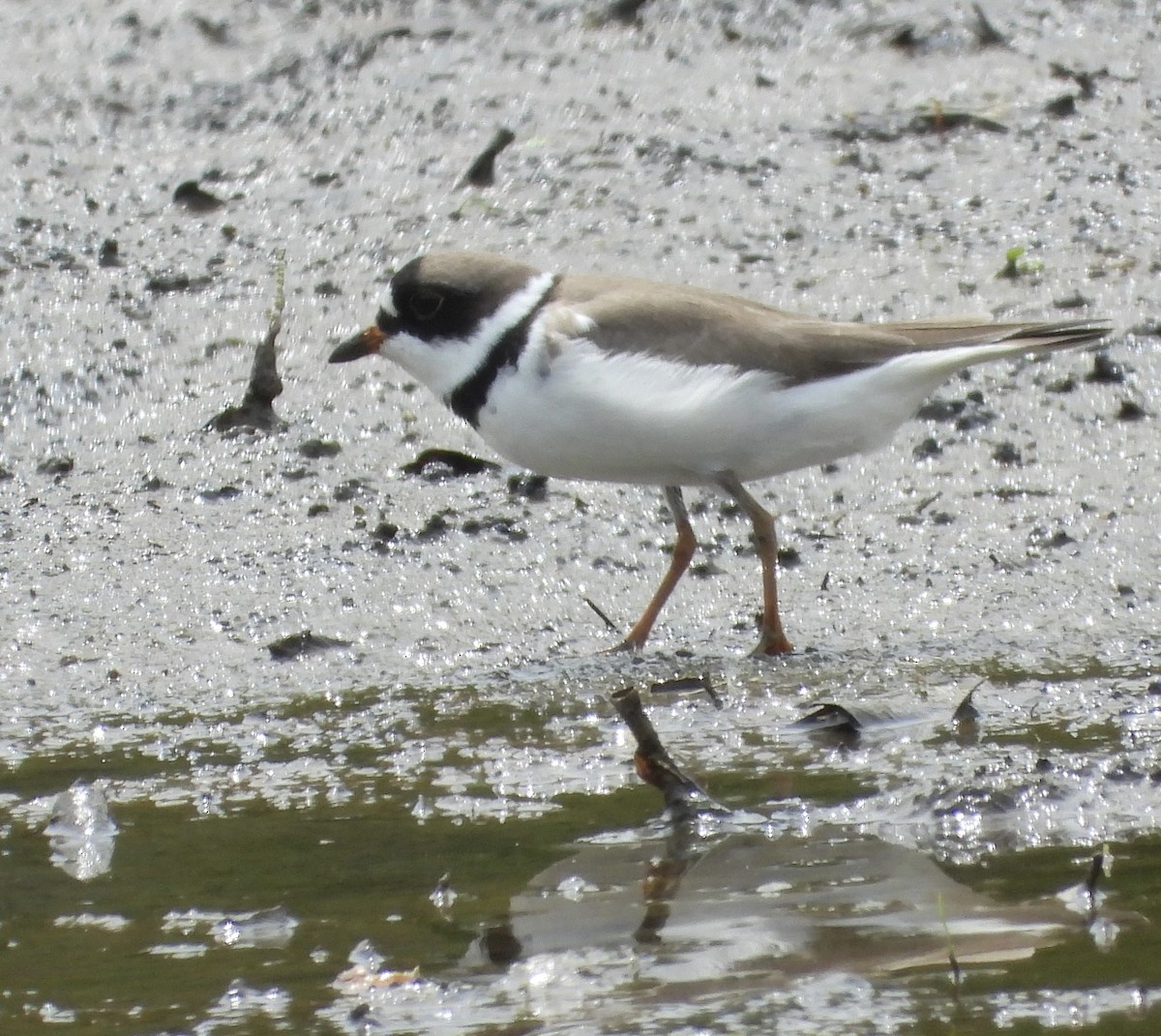Semipalmated Plover - ML618564675