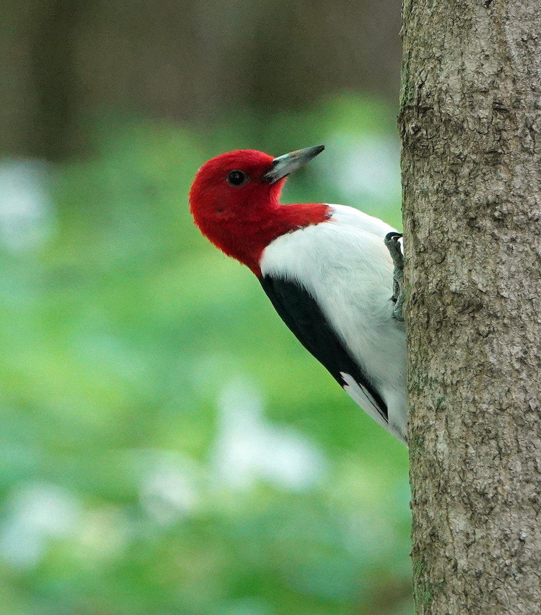 Red-headed Woodpecker - ML618564704