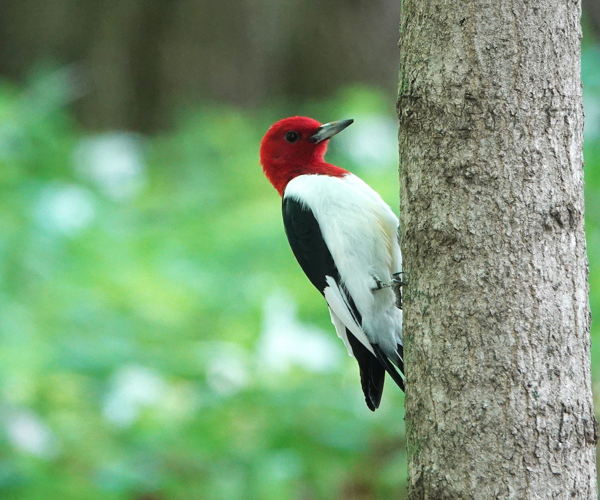 Red-headed Woodpecker - ML618564732