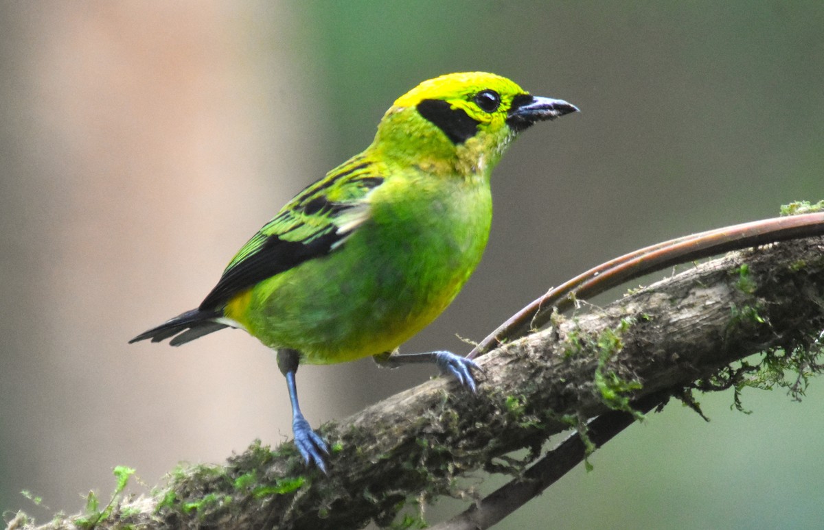 Emerald Tanager - ML618564737