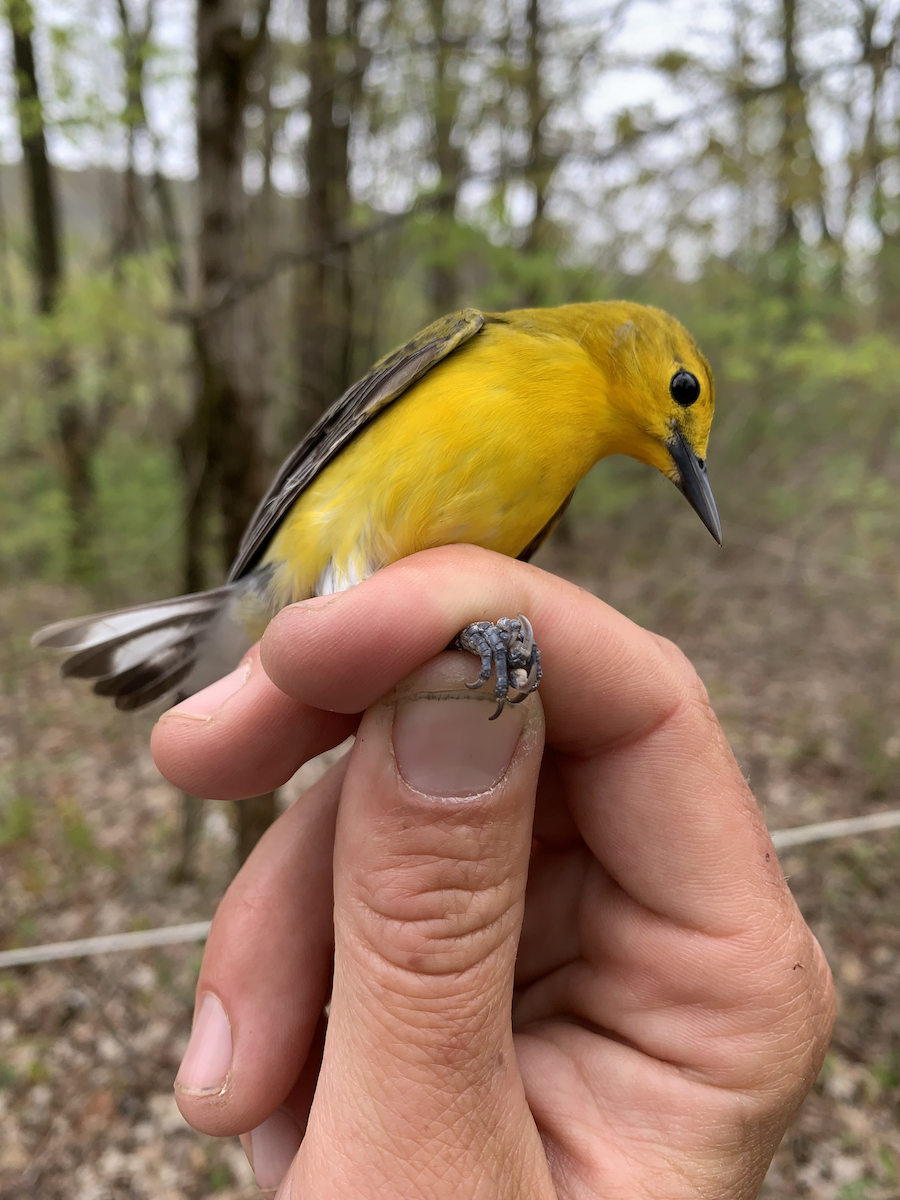 Prothonotary Warbler - ML618564740