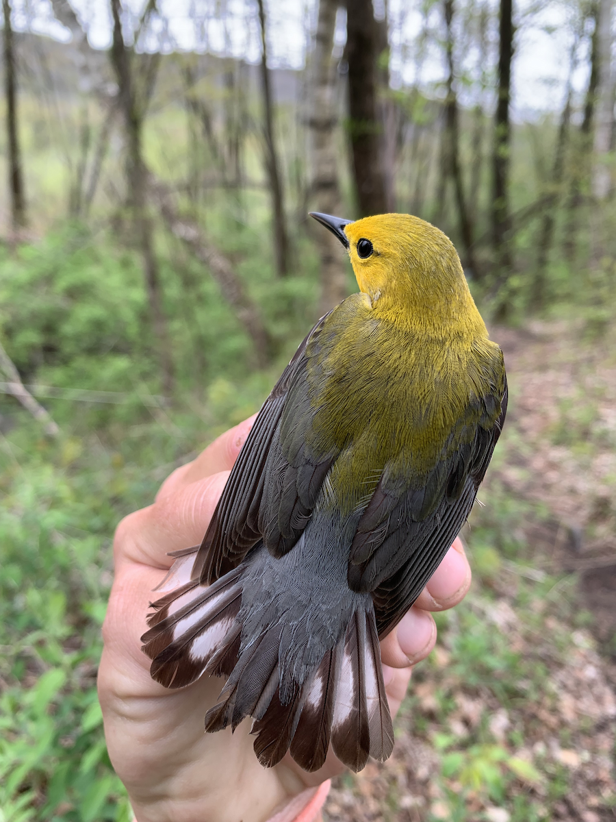 Prothonotary Warbler - ML618564742