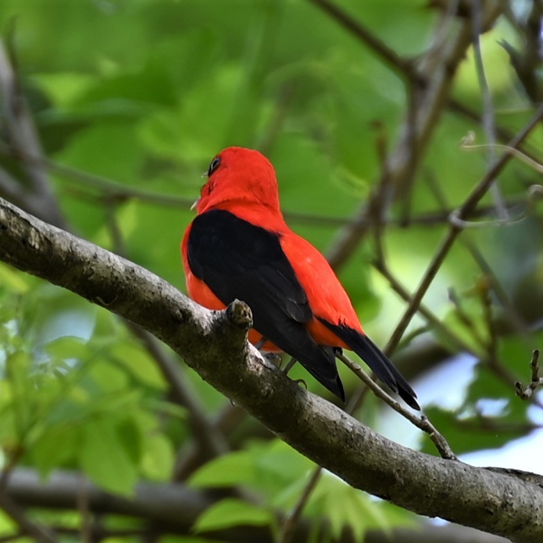 Scarlet Tanager - ML618564747