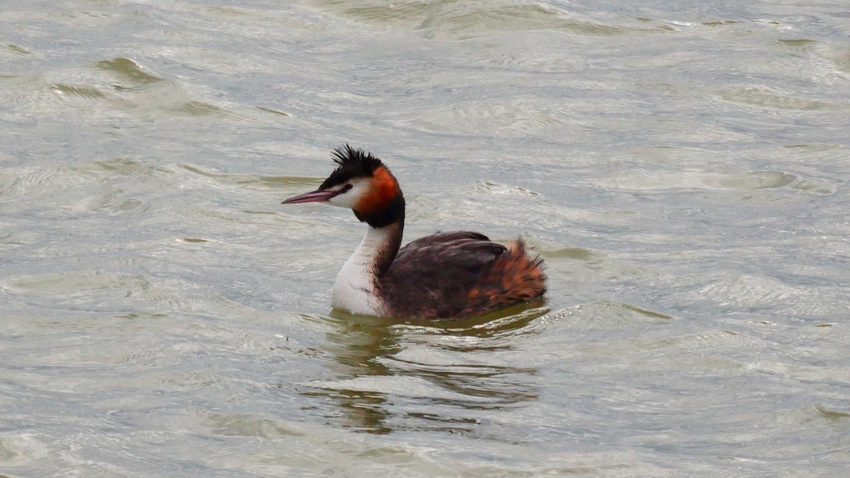 Great Crested Grebe - ML618564770