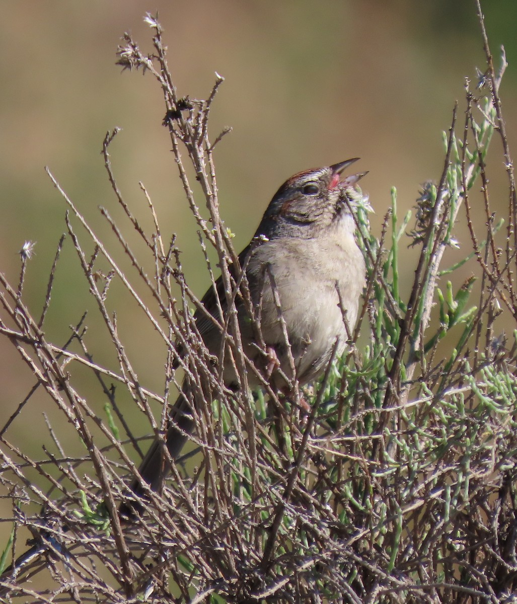 Rufous-crowned Sparrow - ML618564787