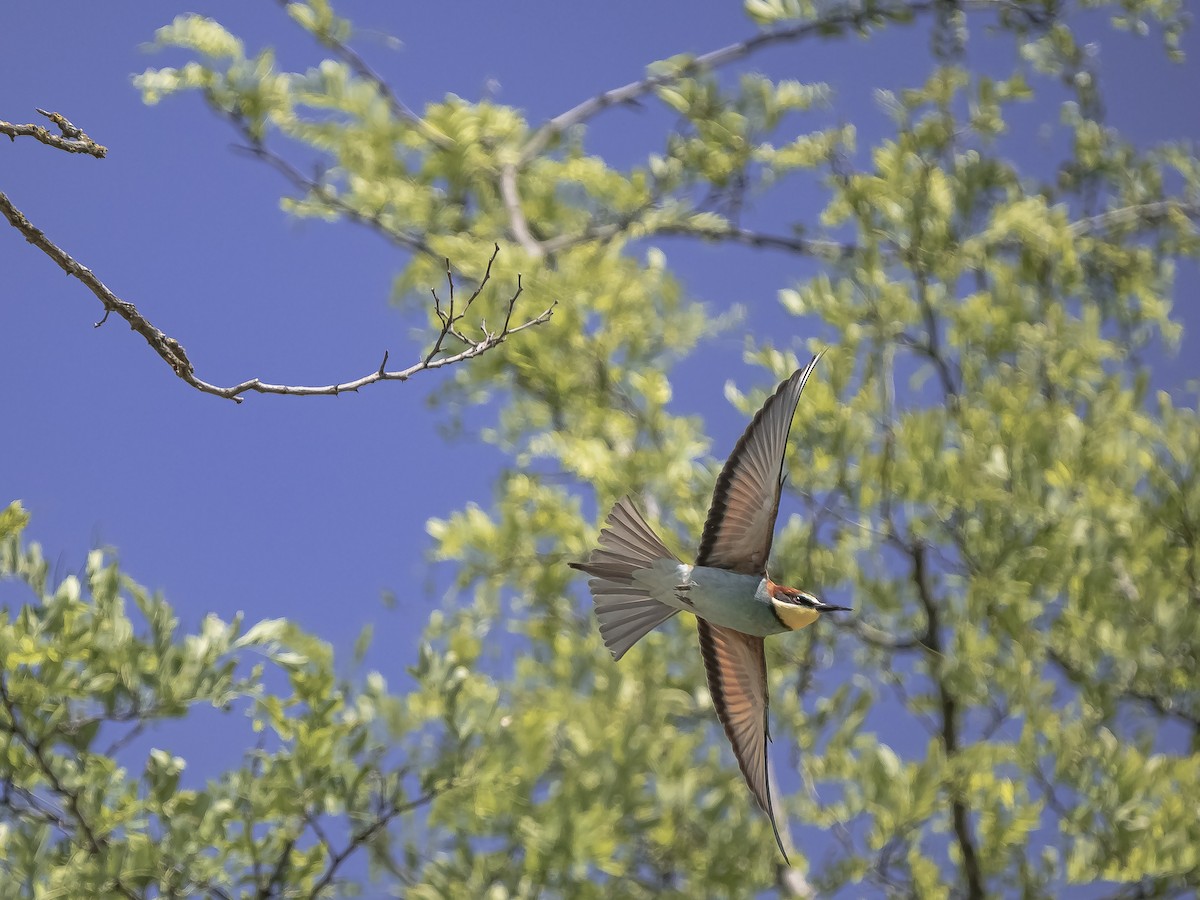 European Bee-eater - Dejan Sklopic