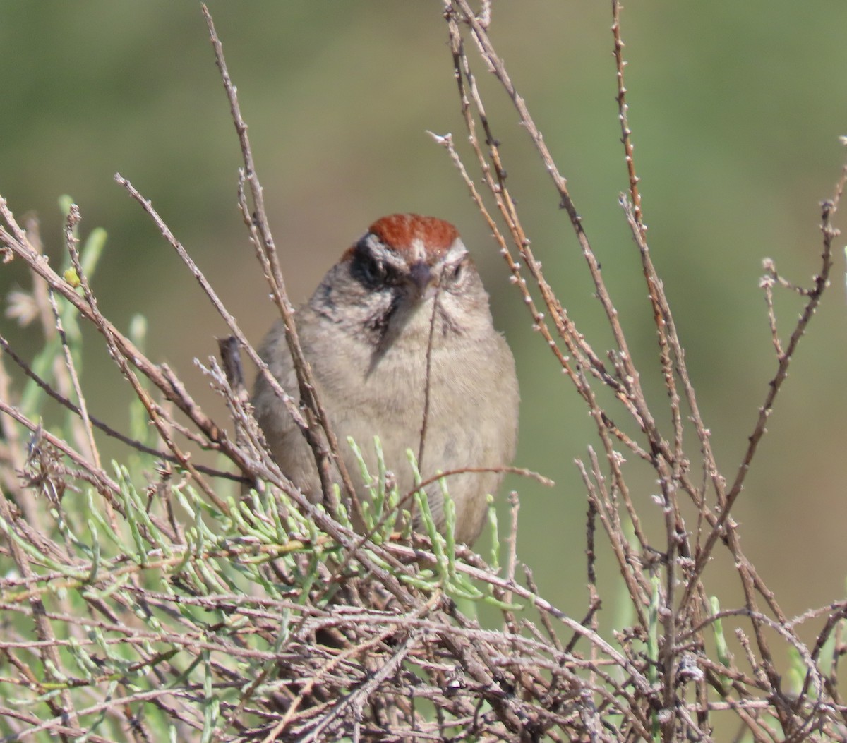 Rufous-crowned Sparrow - ML618564812