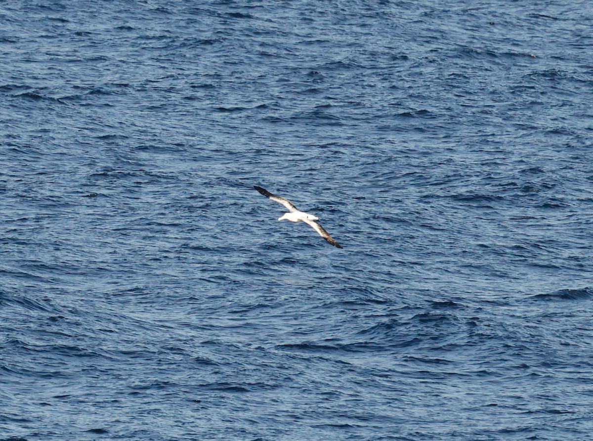 Southern Royal Albatross - ML618564846