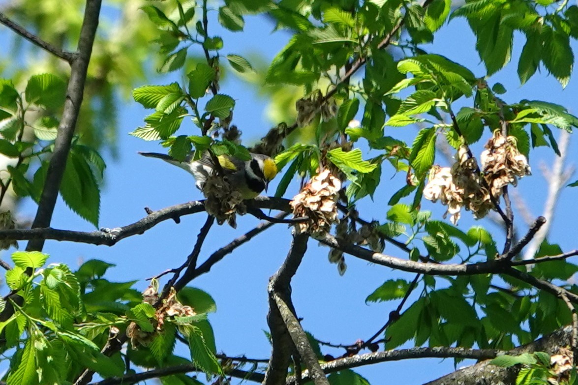 Golden-winged Warbler - ML618564852