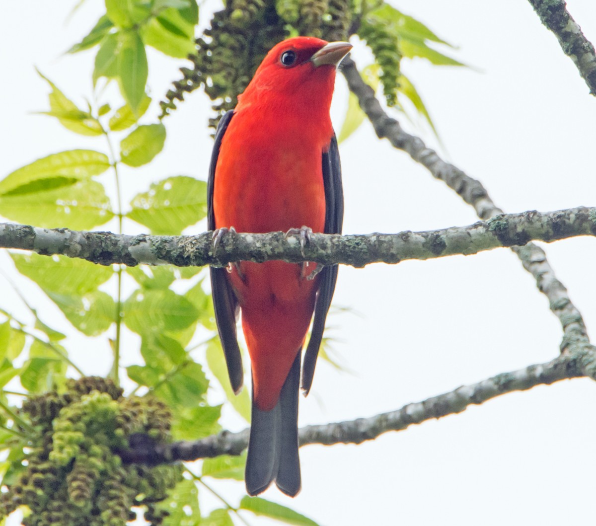 Scarlet Tanager - ML618564873