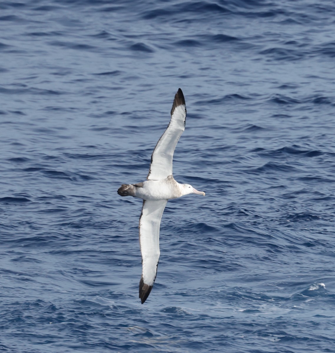 albatros stěhovavý - ML618564880
