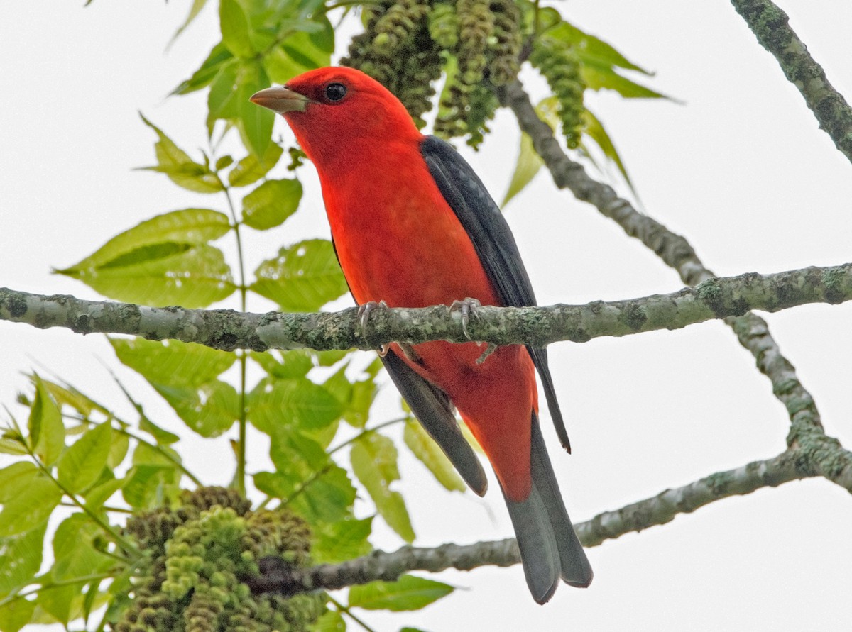 Scarlet Tanager - ML618564882