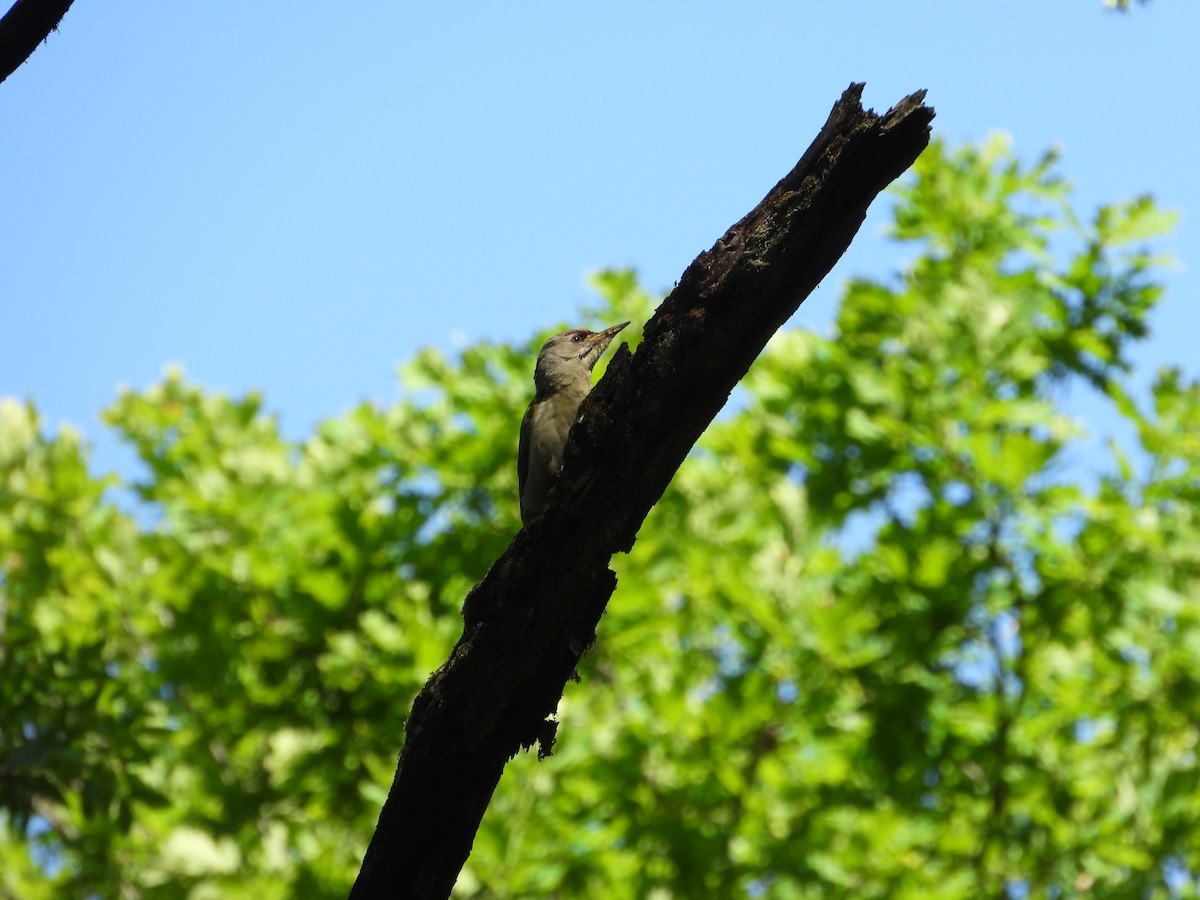 Gray-headed Woodpecker - ML618564896