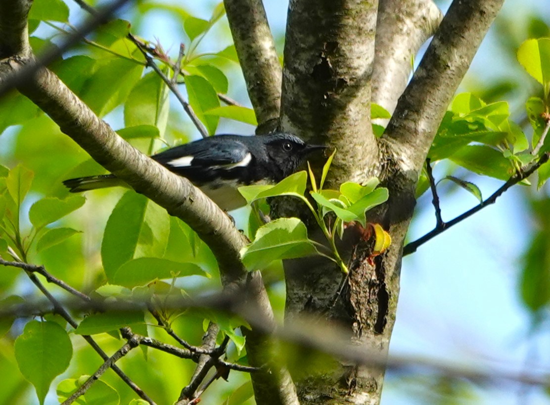 Black-throated Blue Warbler - ML618564905