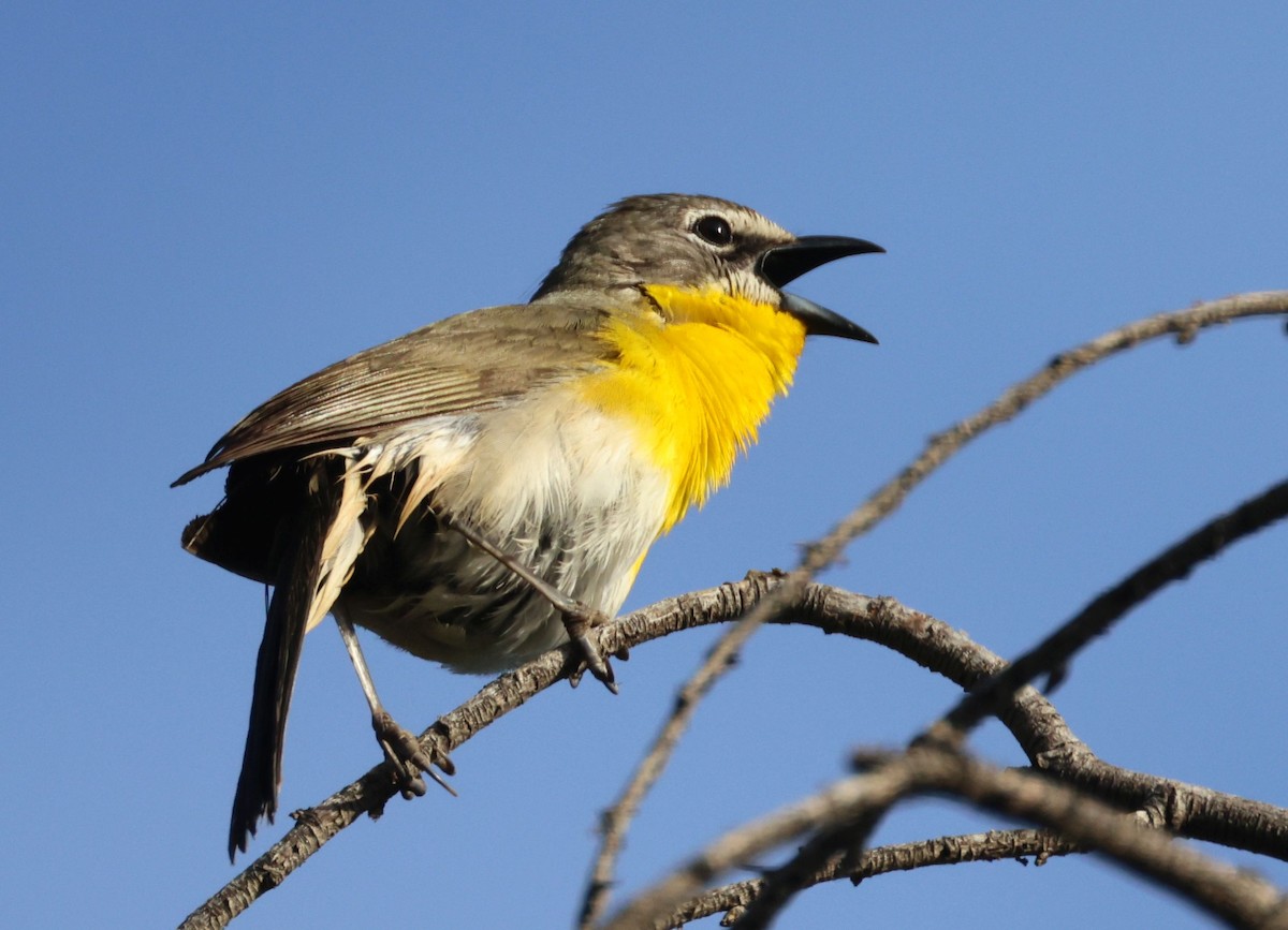 Yellow-breasted Chat - ML618564917