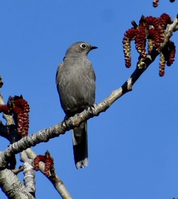 Townsend's Solitaire - ML618564925