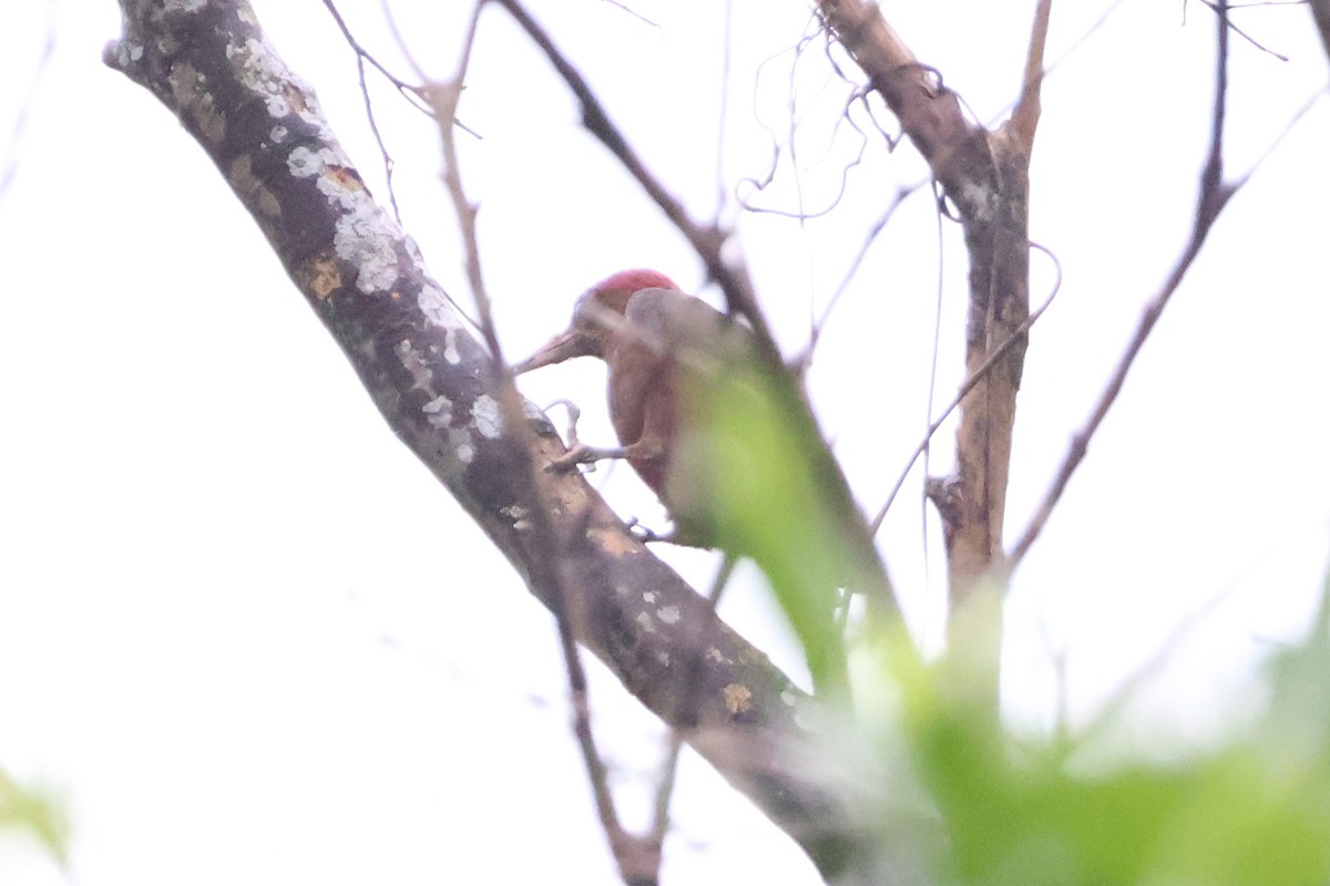 Okinawa Woodpecker - ML618564939