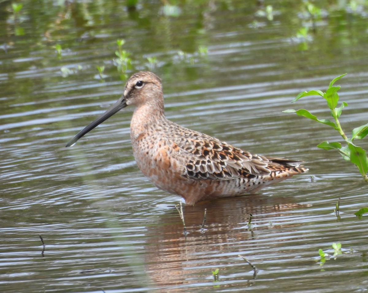 Long-billed Dowitcher - ML618565068