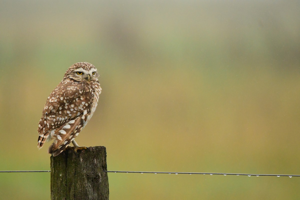 Burrowing Owl - ML618565124