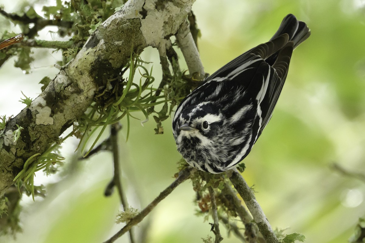 Black-and-white Warbler - ML618565128