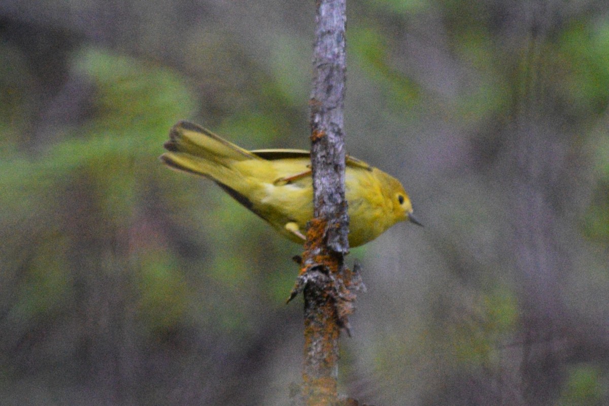 Yellow Warbler (Northern) - ML618565136