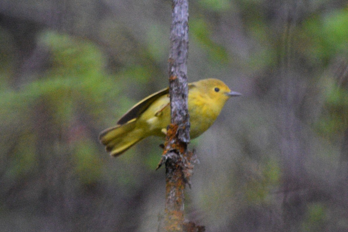 Yellow Warbler (Northern) - ML618565142