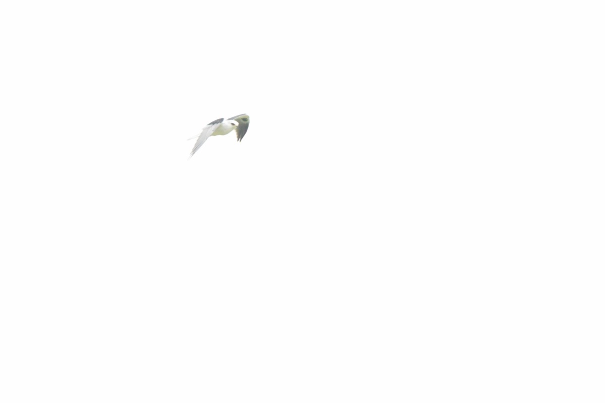 White-tailed Kite - ML618565200