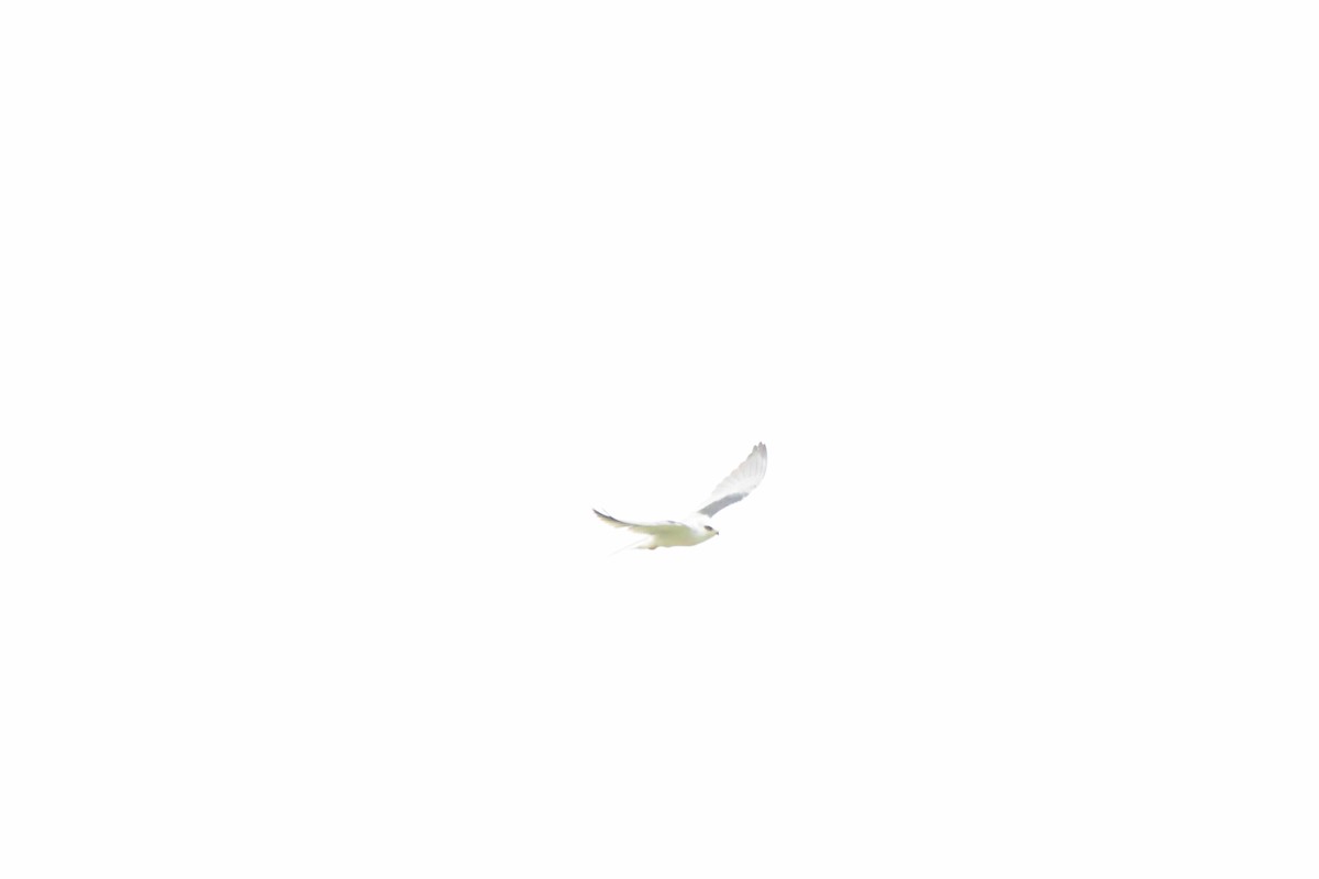 White-tailed Kite - ML618565213