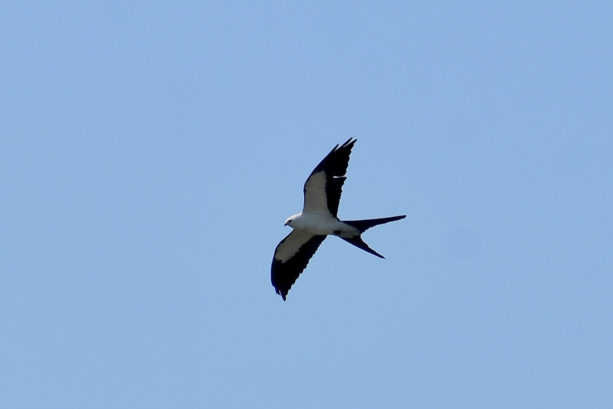 Swallow-tailed Kite - ML618565220