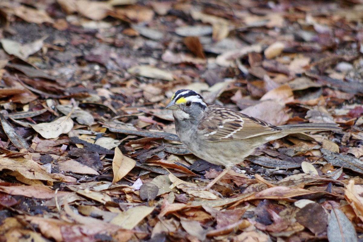 White-throated Sparrow - ML618565228
