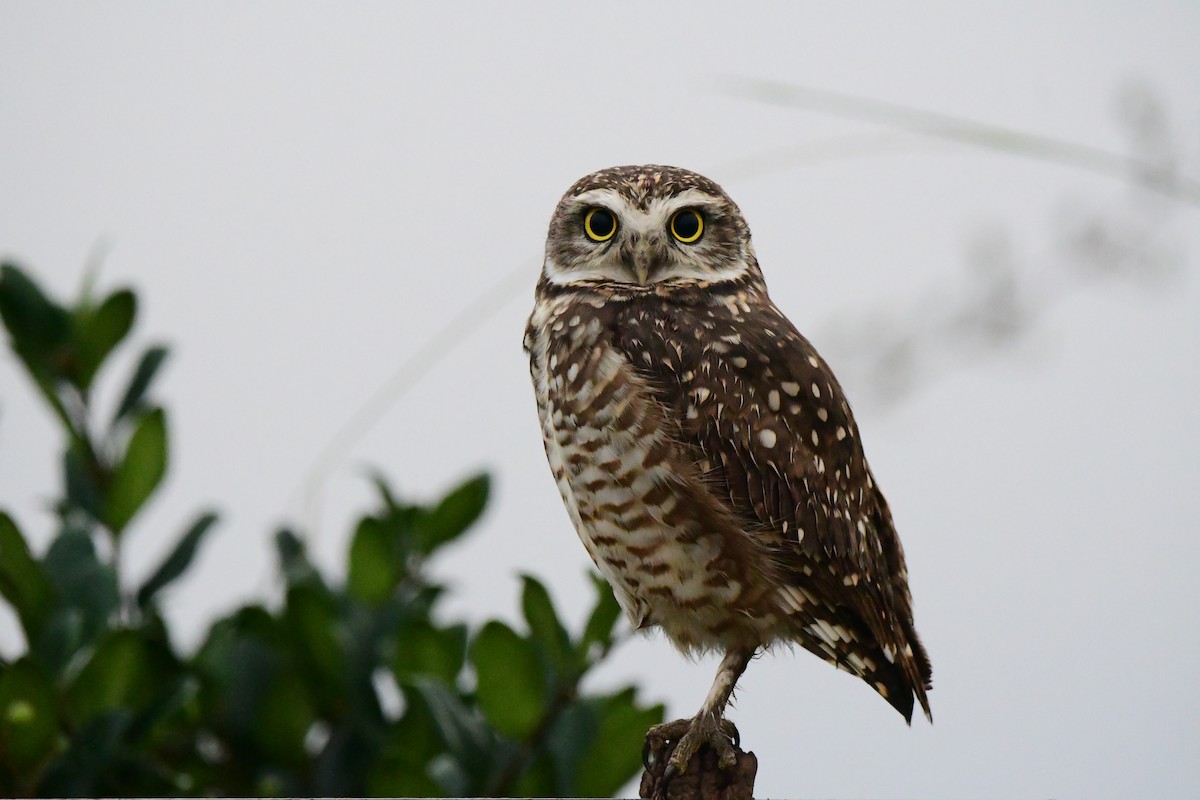 Burrowing Owl - ML618565229