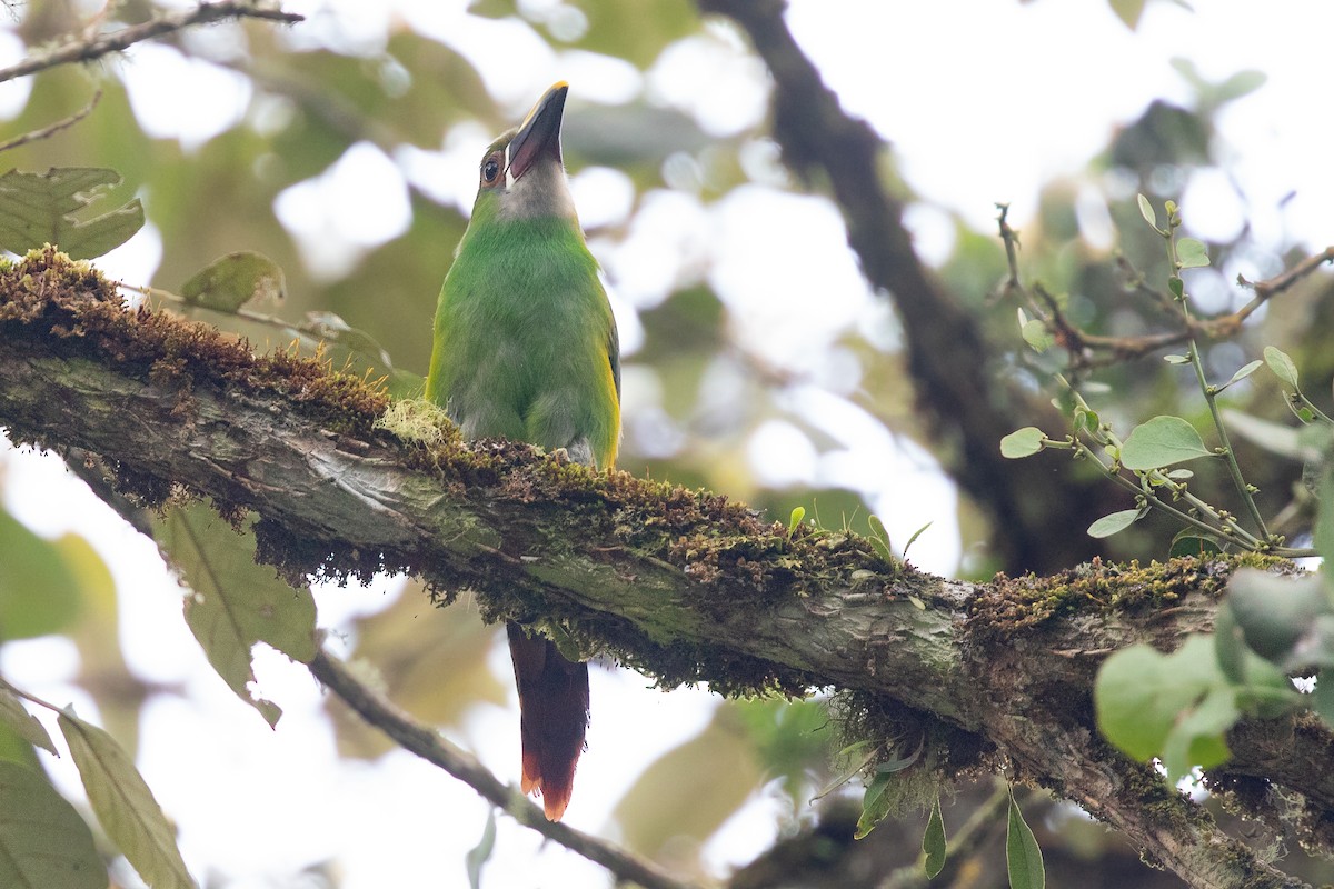 Southern Emerald-Toucanet (Gray-throated) - ML618565235